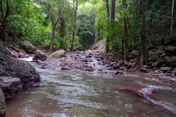 La deforestación es un problema ambiental muy serio, por cada árbol derribado se incrementa el problema cada día; actualmente en el Rio Mocho ubicado en el Municipio de la Paz- Cesar se presenta una disminución del caudal debido en gran parte a la deforestación masiva y quema de los bosques que rodean el rio, puesto que por cada árbol talado se pierde gran posibilidad de respirar aire puro. Debido al alto nivel de deforestación observado en los últimos tiempos (en su mayoría provocado por la mano del hombre, para obtener beneficios económicos) hemos notado la necesidad de concientizar a los estudiantes de la institución educativa Ciro Pupo Martínez acerca de lo importante que es reforestar para regenerar nuestro medio ambiente y mejorar la calidad de vida para futuras generaciones; para esto debemos procurar el cuidado, la mejor y el mantenimiento de nuestros recursos forestales.
