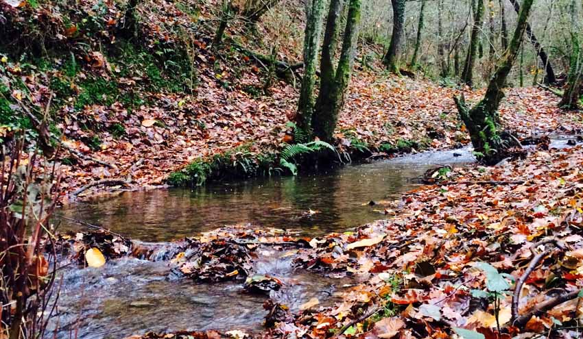 PERDIDAD DE DIVERSIDAD, HABITAT Y SUELO: La deforestación lleva a dañar los ecosistemas, a una pérdida de biodiversidad y a la aridez en el terreno. Además, se evita la fijación de dióxido de carbono (CO2), por lo que se contribuye al cambio climático. Las regiones deforestadas tienden a una erosión del suelo y, finalmente, se convierten en tierras no productivas. Lo que lleva a que no crezca ningún tipo de vegetación, no sirva de zona de alimentos y resguardo para animales ni para que nosotros cultivemos alimentos.